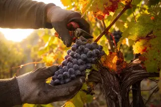 Gloved hand harvesting a dew-covered Pinot Noir cluster from a vine at dawn, warm autumn light illuminating leaves and grapes.