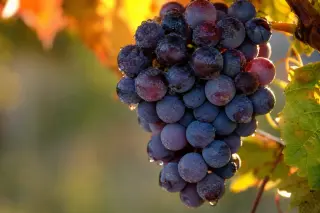 Macro shot of a Pinot Noir grape cluster with morning dew, glowing in golden dawn light against autumn vine leaves.