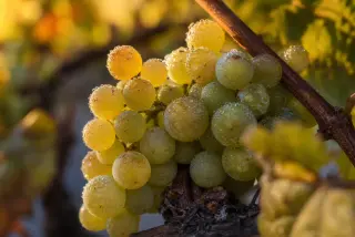 Macro of dewy Chardonnay grapes at dawn with golden light highlighting the fresh, textured fruit on the vine and soft focus background in autumn hues.